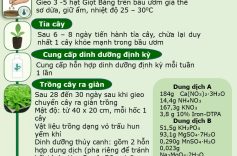 Mã số 1-2024-07315: Quy trình sản xuất cây giọt băng (Mesembryanthemum crystallinum L.)  trồng bán thủy canh trong nhà lưới
