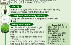 Mã số 1-2024-07315: Quy trình sản xuất cây giọt băng (Mesembryanthemum crystallinum L.)  trồng bán thủy canh trong nhà lưới