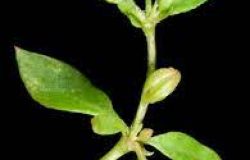 ĐỘT PHÁ KÉP: SẢN PHẨM VÀ QUY TRÌNH SẢN XUẤT TRÀ HÒA TAN RAU ĐẮNG ĐẤT CHÍNH THỨC ĐƯỢC CỤC SHTT CHẤP NHẬN BẢO HỘ