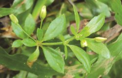 TRÀ HÒA TAN RAU ĐẮNG ĐẤT CHÍNH THỨC ĐƯỢC CỤC SHTT CHẤP NHẬN ĐƠN HỢP LỆ, MỞ RA HƯỚNG PHÁT TRIỂN MỚI CHO DƯỢC LIỆU ĐỊA PHƯƠNG