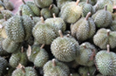 Kết nối doanh nghiệp (4): Hợp tác xã Nông nghiệp sạch Hòa Phú