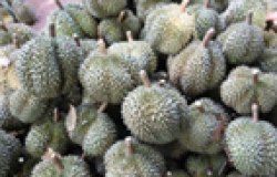 Kết nối doanh nghiệp (4): Hợp tác xã Nông nghiệp sạch Hòa Phú