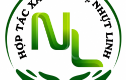HTX Mỹ nghệ Nhựt Linh đăng ký nhãn hiệu: Gìn giữ bản sắc thủ công bằng một dấu hiệu nhận diện thống nhất